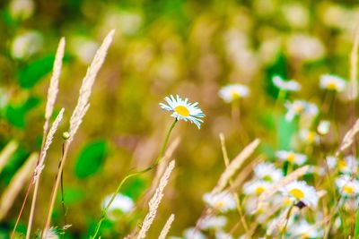 Close-up of flowers blooming outdoors