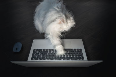 High angle view of white hair cat with laptop on hardwood floor