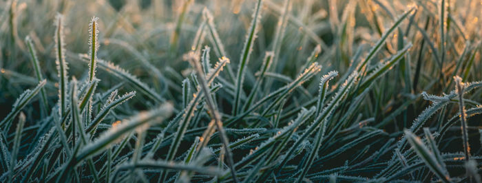 Frozen gras in the morning