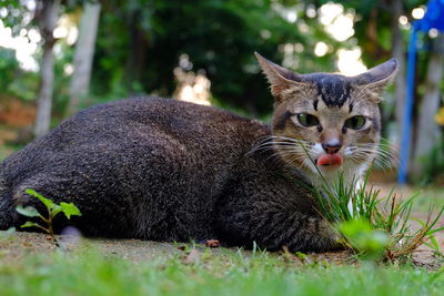 Close-up portrait of cat looking away on field