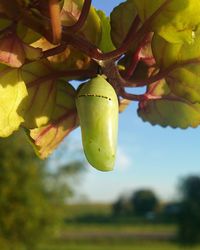 Close-up of fruits hanging on tree
