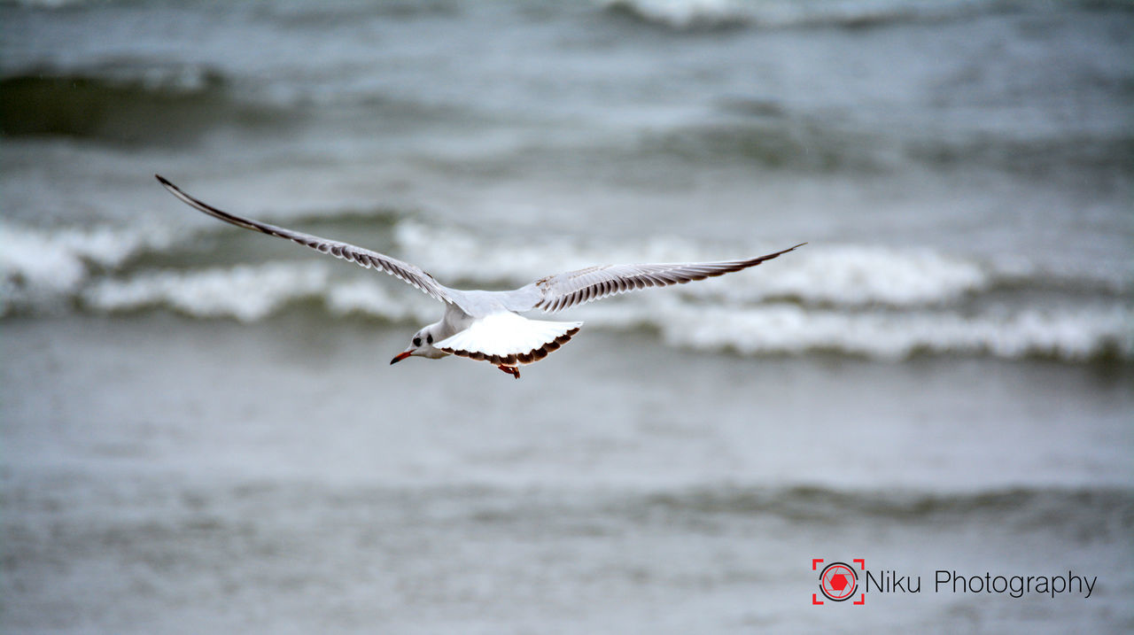 BIRD FLYING OVER THE BACKGROUND