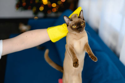 Woman in a apron and  gloves cleans a blue sofa from and cat hair. life with pet