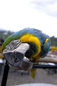 Close-up of parrot perching on metal railing