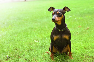 Portrait of dog sitting on field