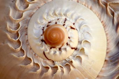 Close-up of food on table