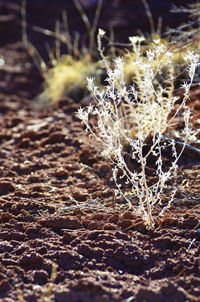 Close-up of wilted flower on field