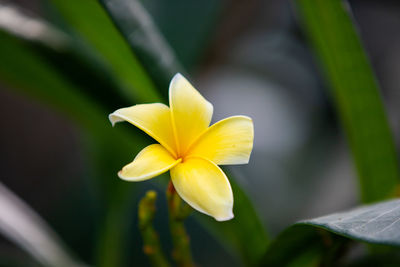 Close-up of yellow flowering plant