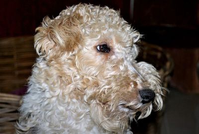 Close-up of dog