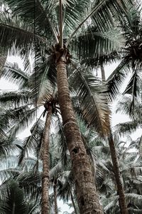 Low angle view of palm trees against sky