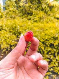 Cropped image of hand holding strawberry