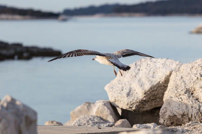 Seagulls flying over rocks by sea