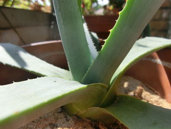 Close-up of succulent plant