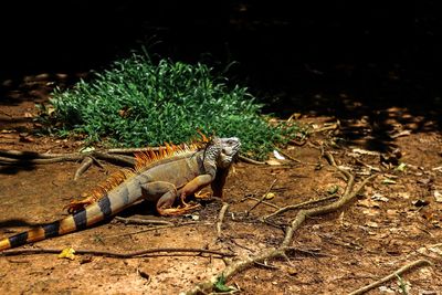 View of lizard on land