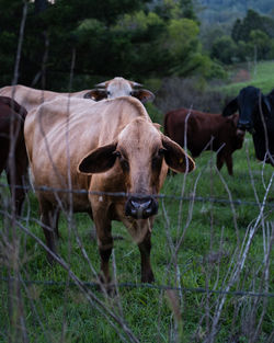 Cows standing in a field