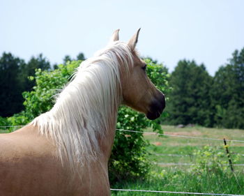 Side view of horse on field against sky