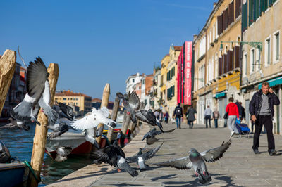 Seagulls flying over town against sky