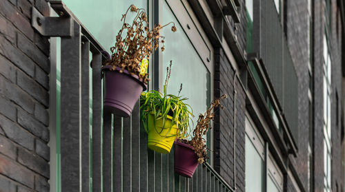 Low angle view of potted plant hanging on building