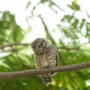 Close-up of owl perching on branch