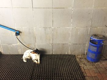 High angle view of dog tied with railing on wall in subway