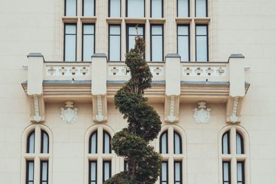 Tree in front of building