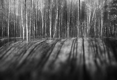 Surface level of trees in forest