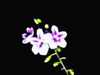 Close-up of pink flowers over black background