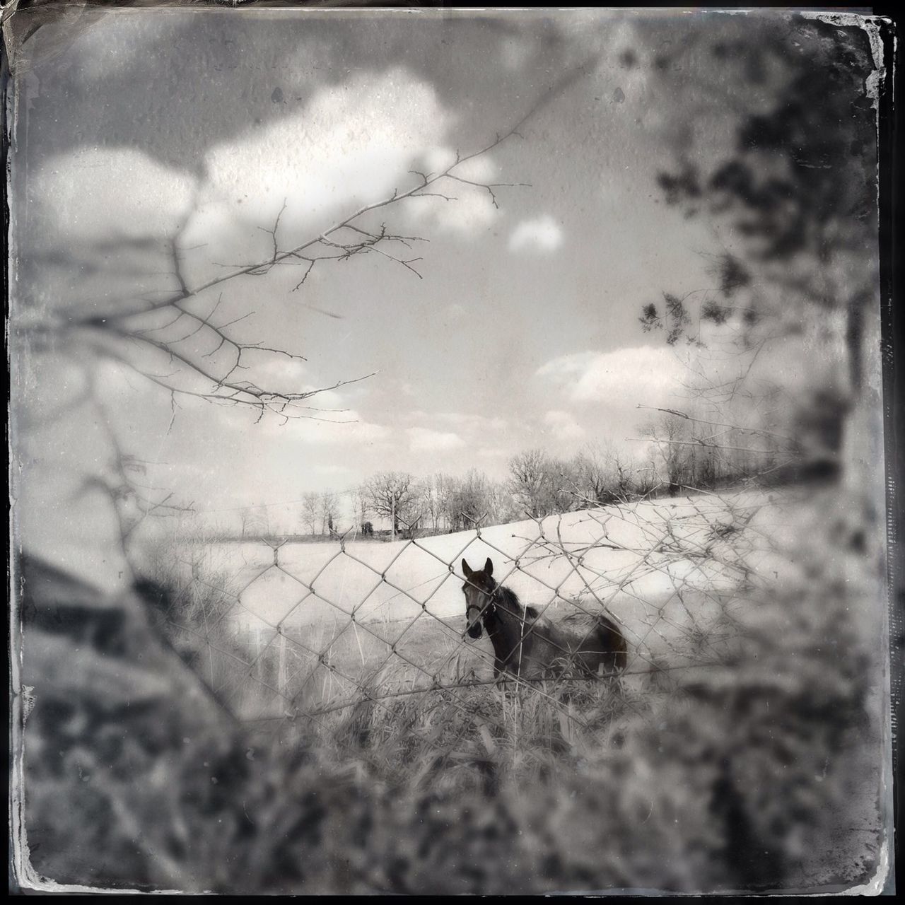 sky, field, animal themes, transfer print, cloud - sky, auto post production filter, grass, landscape, cloudy, domestic animals, livestock, horse, mammal, one animal, grassy, nature, fence, rural scene, cloud, standing