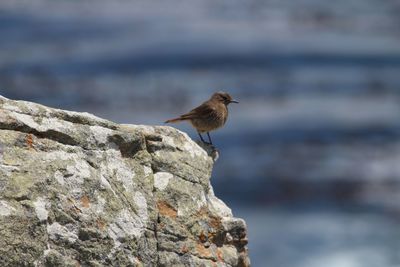Bird perching on rock