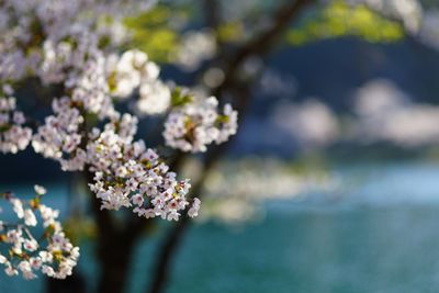 Close-up of flowers blooming on tree