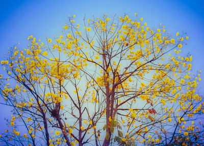 Low angle view of trees against clear blue sky