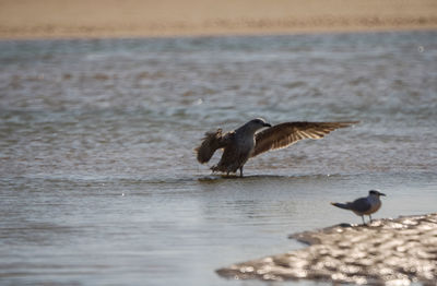 Seagulls flying over sea