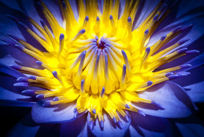 Close-up of yellow flower blooming outdoors