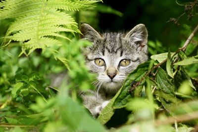 Close-up of cat hiding in leaves