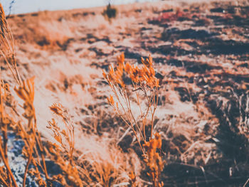 Close-up of plant on field during sunset