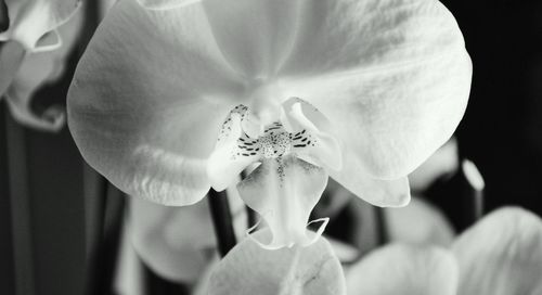 Close-up of flower blooming outdoors