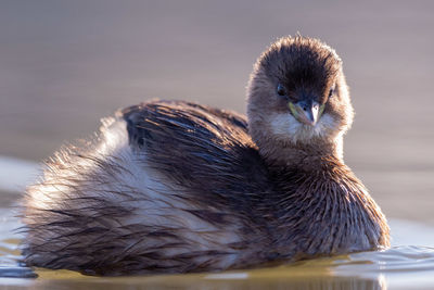 Close-up of a bird