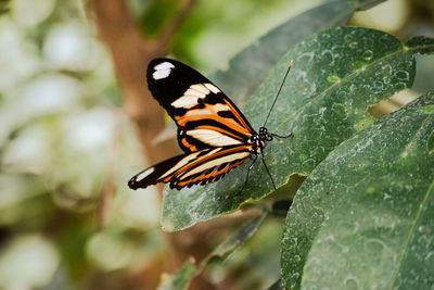 Close-up of butterfly on leaf