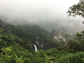 Scenic view of forest