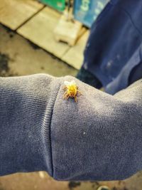 Close-up of insect on hand