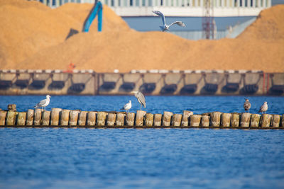 Seagulls on sea shore