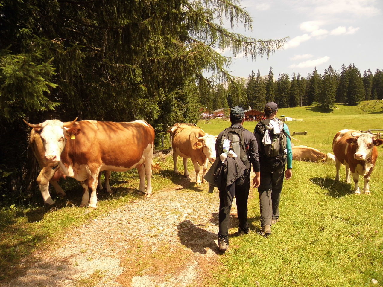 Walking through cows