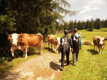 Cows grazing on field against sky