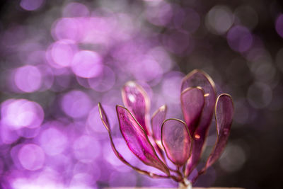 Close-up of pink flowering plant