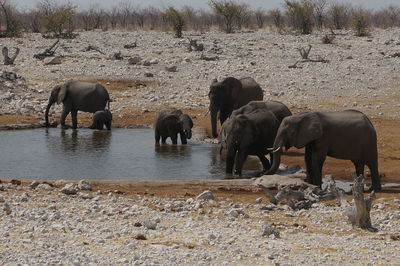 View of elephant in river