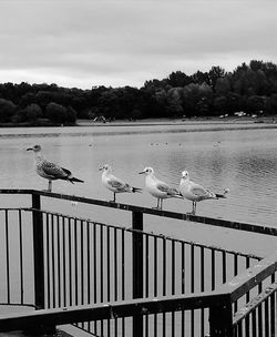 Birds perching on railing by lake against sky