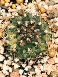 Close-up of cactus plant