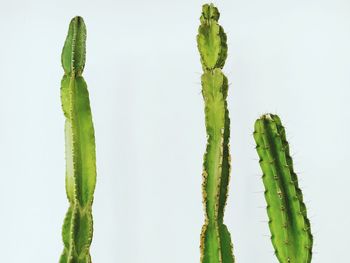 Close-up of fresh green plant