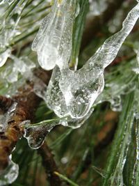 Close-up of water drops on spider web