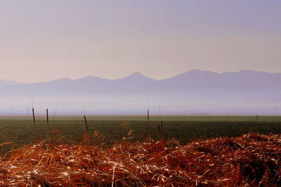 Scenic view of field against sky